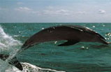 The Dolphin Encounter Tour
